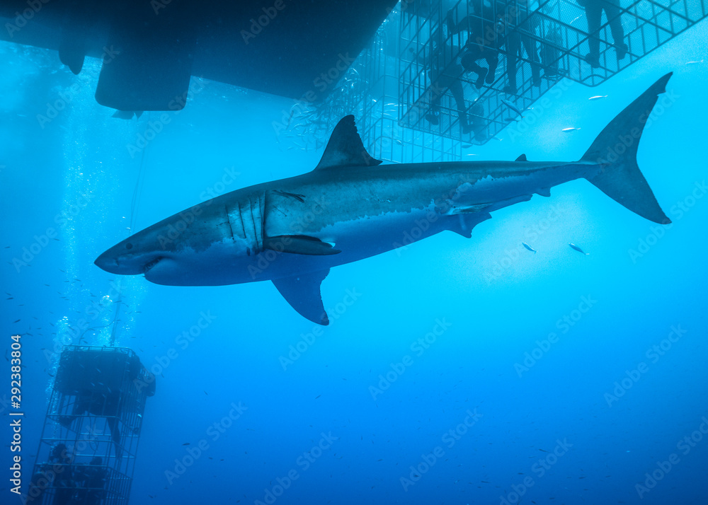 Fototapeta premium Great White Shark, Guadalupe Island, Isla Guadalupe, White Shark, Cage Diving