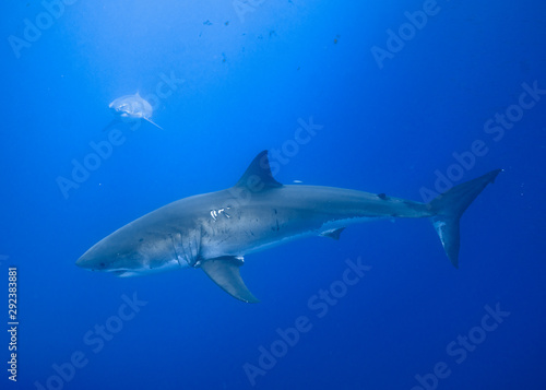 Great White Shark, Guadalupe Island, Isla Guadalupe, White Shark, Cage Diving © Sasha