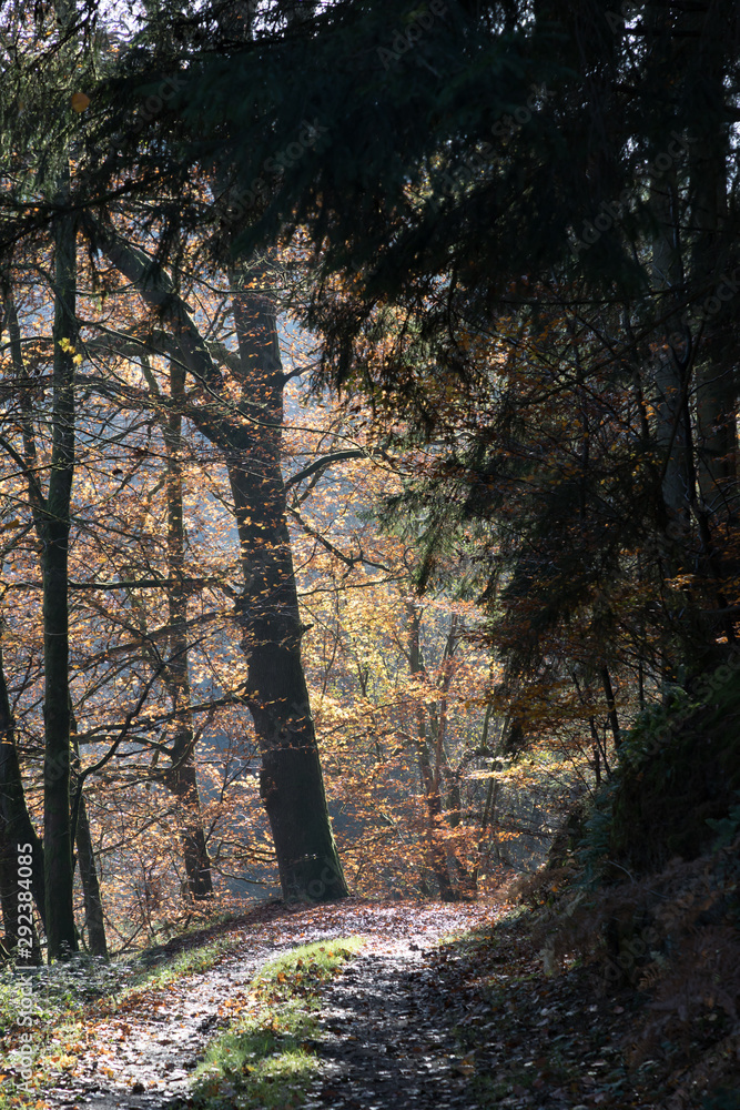 Obraz premium Herbstwald