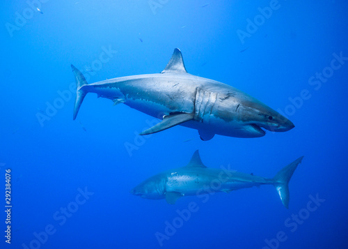 Great White Shark, Guadalupe Island, Isla Guadalupe, White Shark, Cage Diving