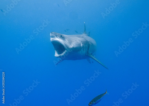 Great White Shark  Guadalupe Island  Isla Guadalupe  White Shark  Cage Diving