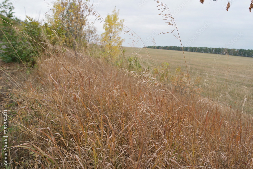 Obraz premium field of wheat