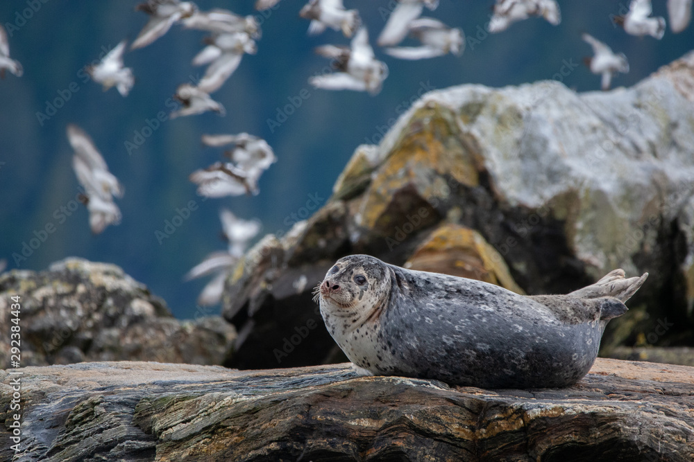 Harbor Seal on Rock Harbor Seal on Rock