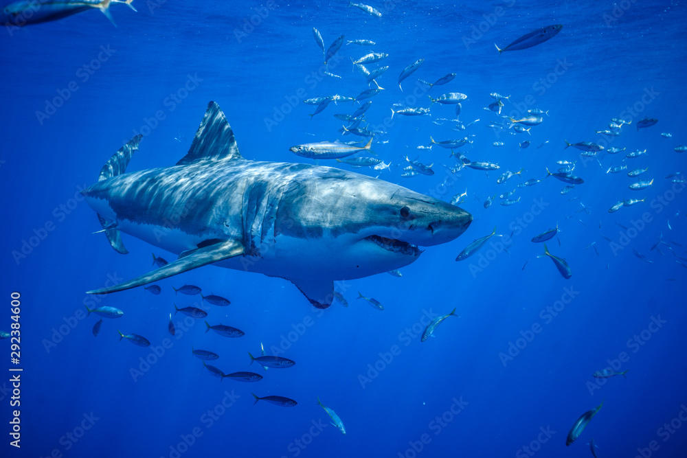 Naklejka premium Great White Shark, Guadalupe Island, Isla Guadalupe, White Shark, Cage Diving