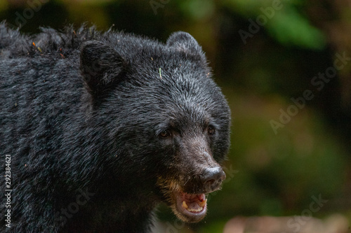 Black Bear in the Great Bear Rainforest