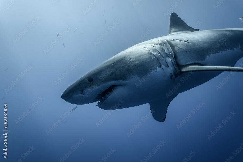 Obraz premium Great White Shark at Guadalupe Island, Baja California, Mexico.