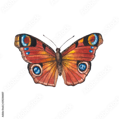 Butterfly peacock eye. Watercolor illustration isolated on white background. Hand painted.