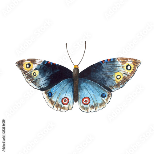 Watercolor illustration of butterfly. Isolated on white background hand painted.