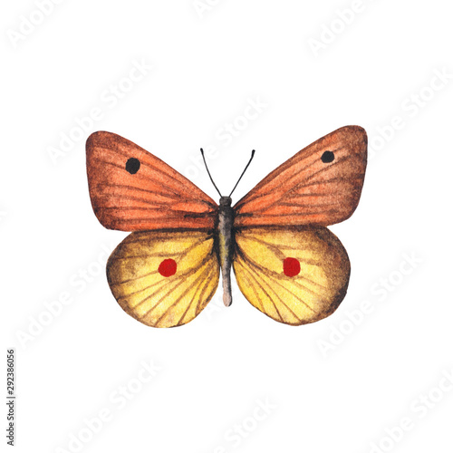 Watercolor illustration. Yellow saffron butterfly. Isolated on white background hand painted. © Art.Lantana