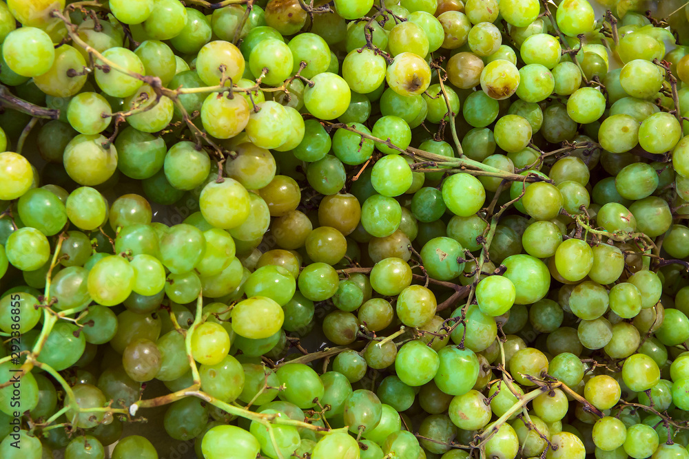 Heap of freshly picked white grapes at farmers market. Autumn harvest wine making concept. Authentic lifestyle image vibrant colors selective focus Heap of freshly picked white grapes at farmers market. Autumn harvest wine making concept. Authentic lifestyle image vibrant colors selective focus