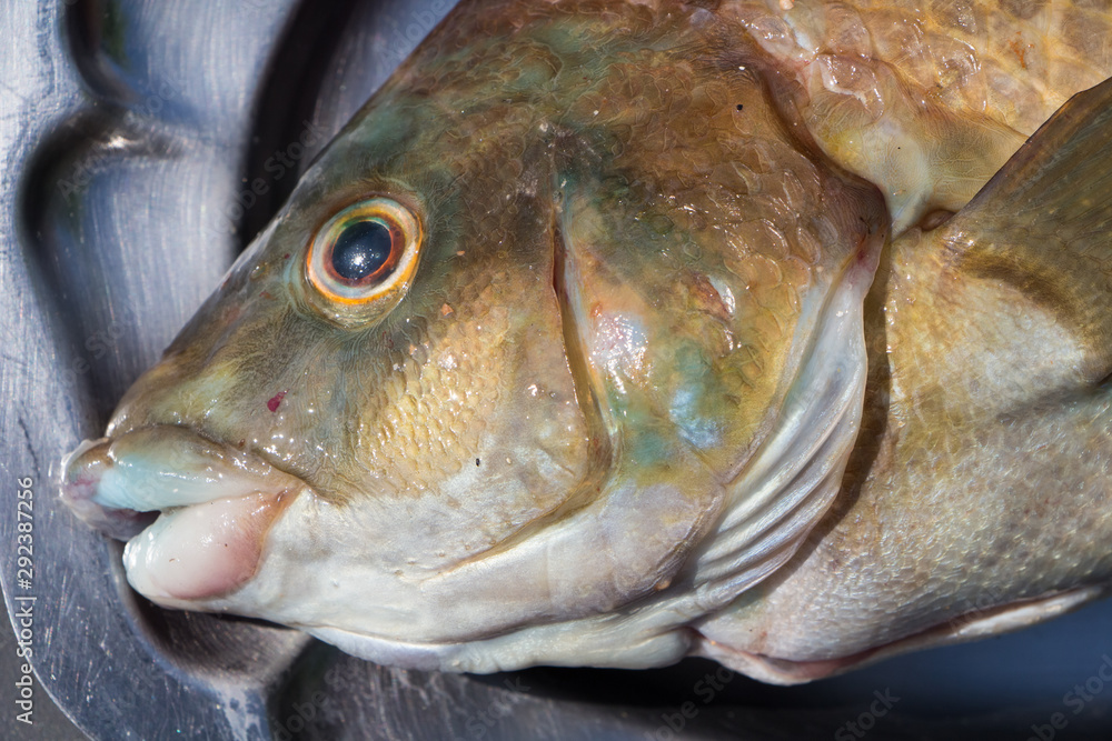 Brown ballan wrasse on a pewter dish after fishing in Brittany Brown ballan wrasse on a pewter dish after fishing in Brittany