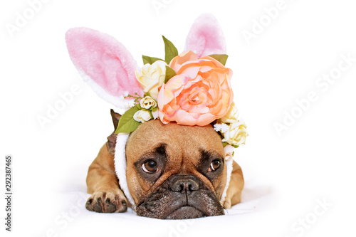 Cute French Bulldog dog lying on floor dressed up with a beautiful peony and roses flower rabbit ears headband easter bunny costume 