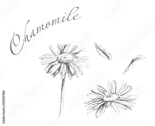 Set of leaves and flowers of chamomile