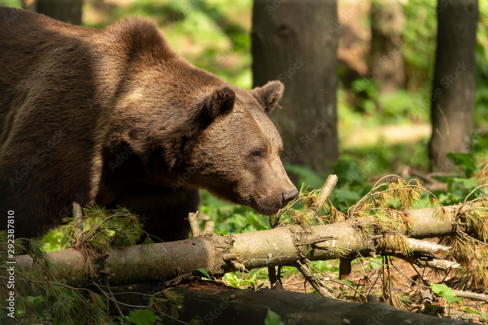 The brown bear (Ursus arctos) in its natural environment natural scene from forest habitat The brown bear (Ursus arctos) in its natural environment natural scene from forest habitat