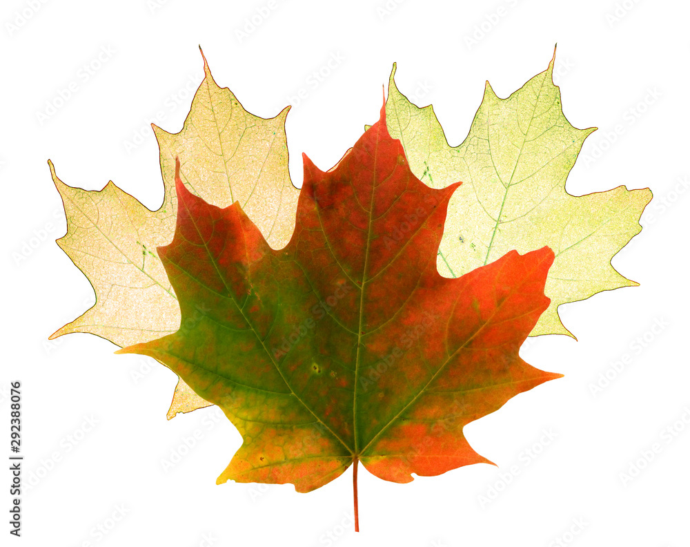 Real and stylized Maple leaves on a white background Real and stylized Maple leaves on a white background