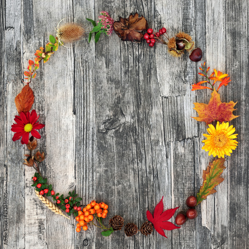 Autumn harvest wreath abstract composition with a variety of natural flora and food on rustic wood background. Harvest festival theme. photo