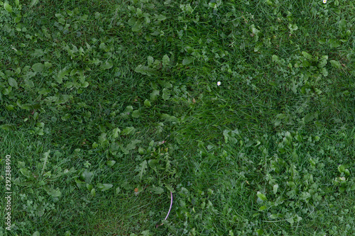 seamless grass texture