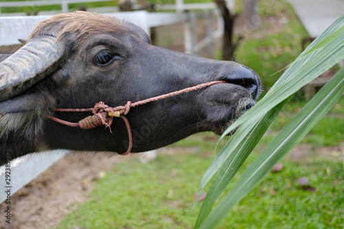 water buffalo eating grass in farm photo