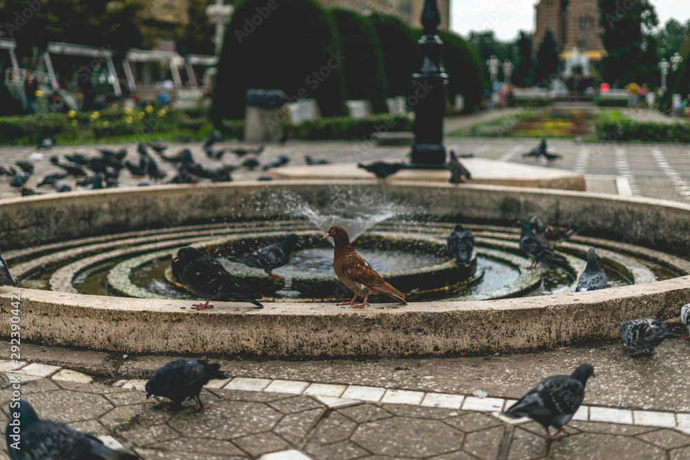 A brown pigeon in the middle of multiple gray pigeons. Fountain, water, town center. Sunny day.