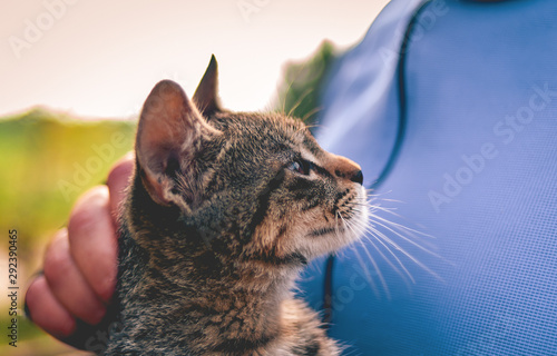 Cute little kitten in a man's arms. Artistic lighting. Brown eyes. Sunlight, rays. Little lion cat.