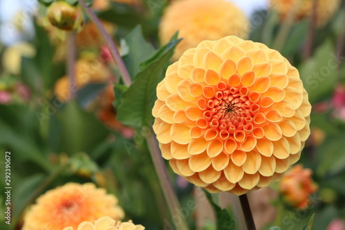 Orangefarbene Dahlienblüte in einem Blumengarten