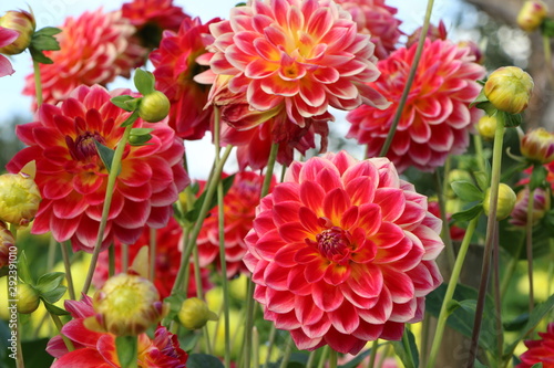 Blumengarten mit roten Dahlien
