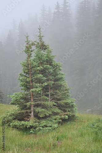 pine trees in fog