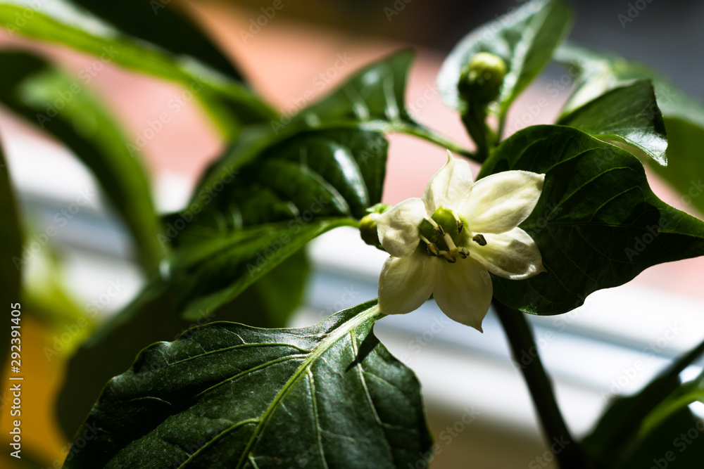 Obraz premium White flower of bell pepper. Capsicum annuum blossom.