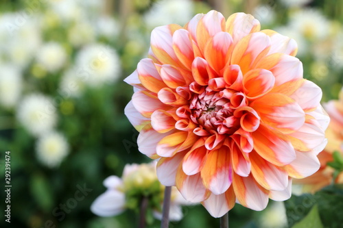 Dahlienblüte in einem Blumengarten