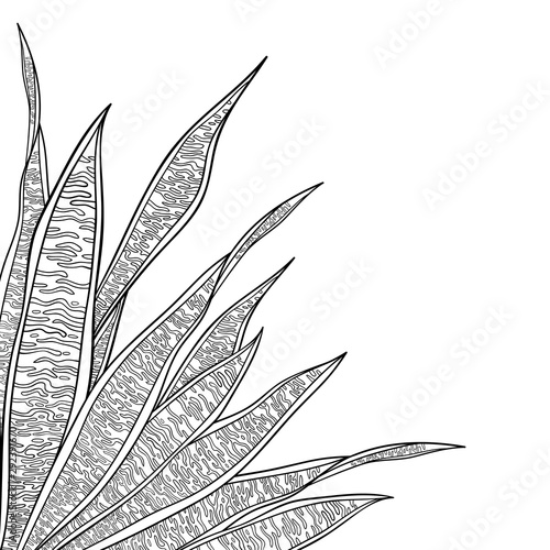Corner bunch of outline Sansevieria trifasciata or snake plant or mother-in-law's tongue leaf in black isolated on white background. 