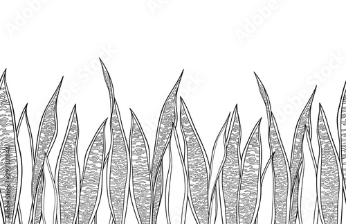 Seamless pattern with outline Sansevieria or snake plant or mother-in-law's tongue leaves in black on the white background.