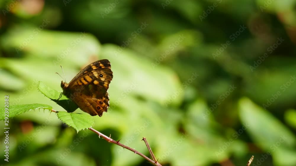 Brown butterfly on the leaf with wind in the forest Brown butterfly on the leaf with wind in the forest
