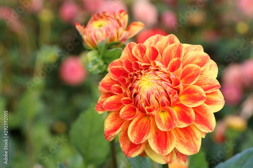 Blumengarten, orange Dahlienblüte in einem sommerlichen Garten