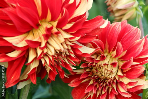 2 rote Dahlien in einem Garten, Sommer- und Herbstblumen, rote Blumen