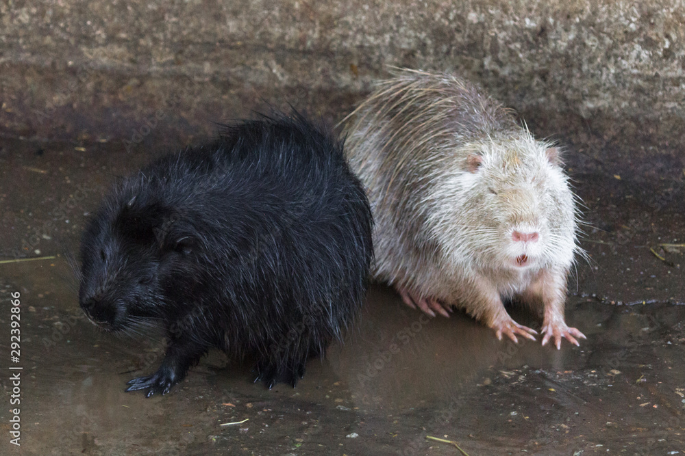 Obraz premium White and black nutria. Swamp beaver. The tail of nutria. Water otter. Mammal rodent squad. River animal. Coat and teeth of nutria.