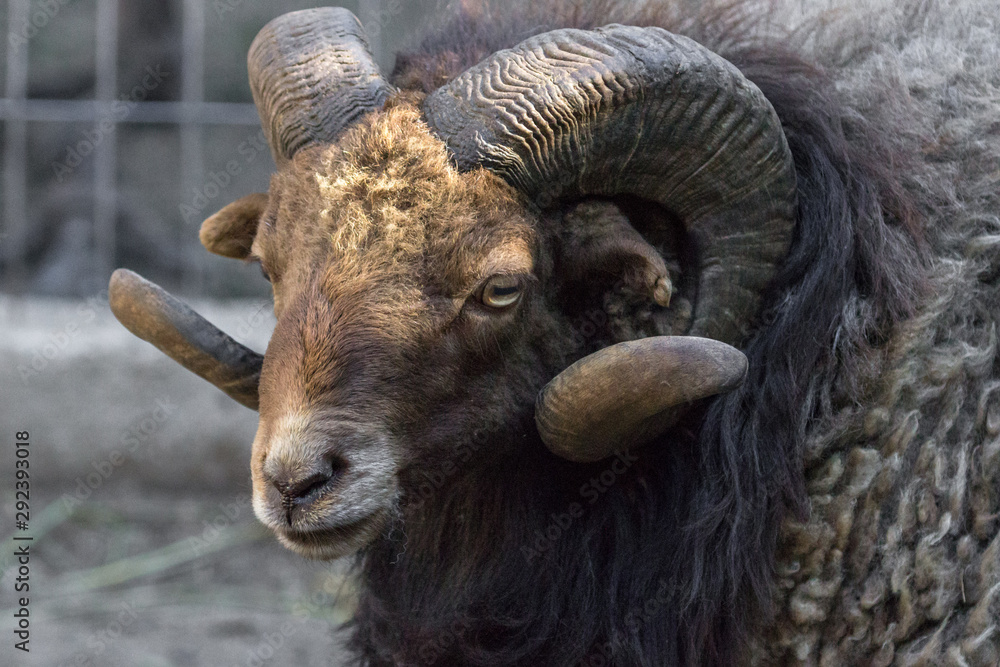 Black ram. Sheep flock. Swirling horns. Lamb face. Home farm. Cattle  shearing. Thick fleece. Horns and hooves. Cloven-hoofed animals. foto de  Stock | Adobe Stock