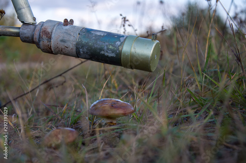 Radiation measurement dosimeter in fungi growing in the grass, close-up photo