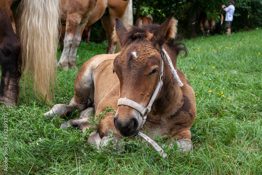 Fototapeta premium Poulain