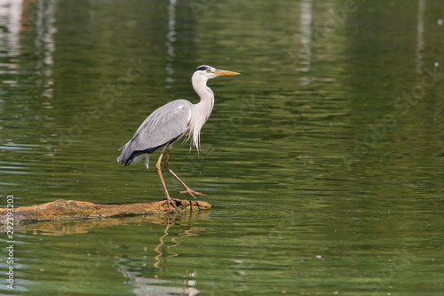 Wallpaper Mural Héron cendré Torontodigital.ca