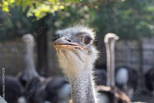 The head of an ostrich. Ostrich farm. Beak, eyes and ear of a bird close-up. Long necked bird. Ostrich Emu. Contact Zoo. Ostrich fluff and feathers. The bird blinks. Curious look. © Larysa