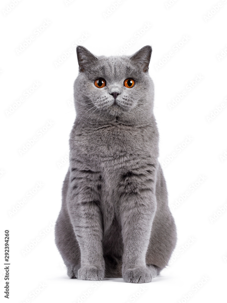 Naklejka Impressive light blue young adult British Shorthair female cat, sitting up facing front. Looking with cute head tilt and bright orange eyes straight to camera. Isolated on white background.