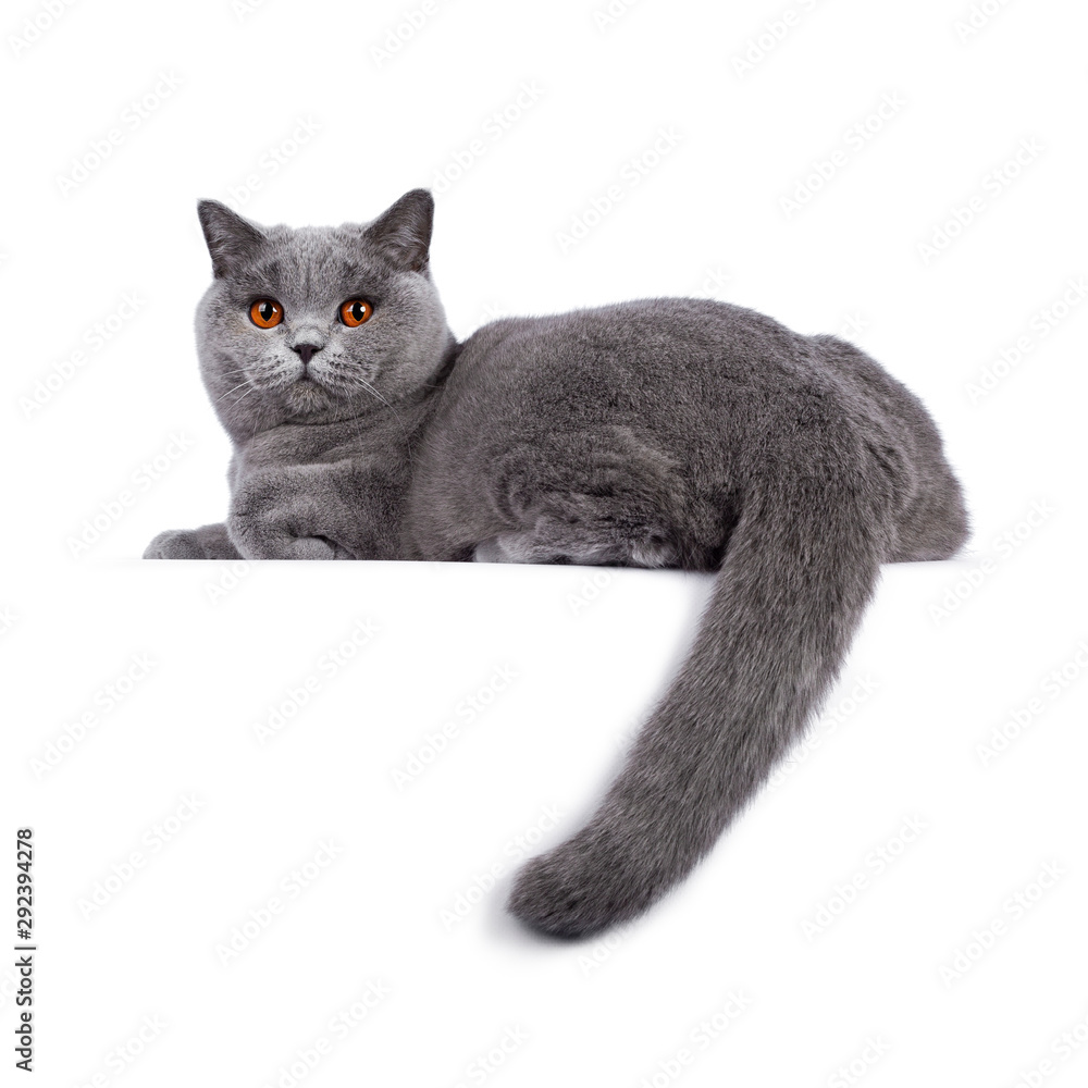 Adult british shorthair hotsell