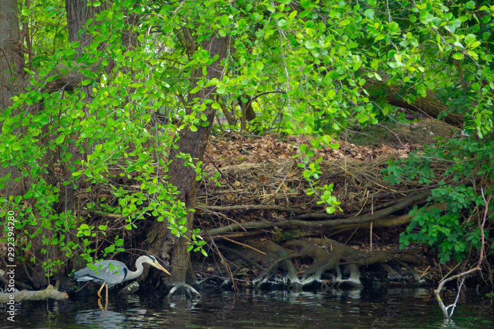 Obraz premium Graureiher