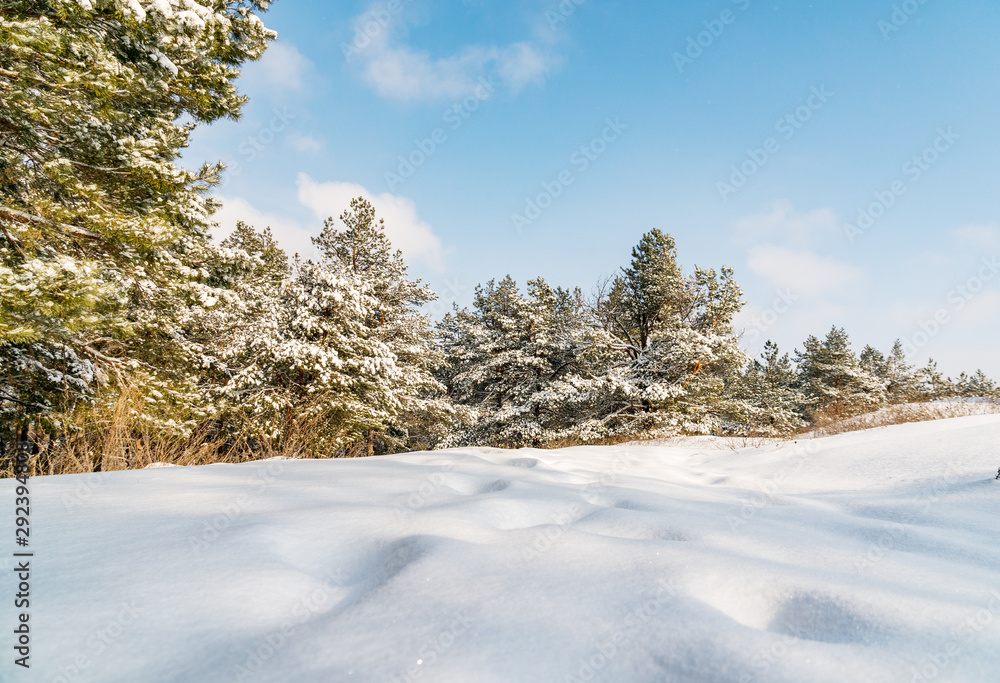 Coniferous forest covered with snow against a blue sky. Fairy tale on a winter day. Waiting for the Christmas miracle Coniferous forest covered with snow against a blue sky. Fairy tale on a winter day. Waiting for the Christmas miracle