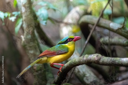 colorful bird on a branch