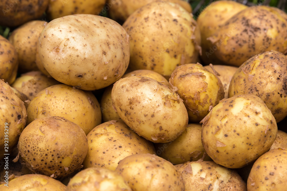 A lot of fresh potatoes close-up A lot of fresh potatoes close-up