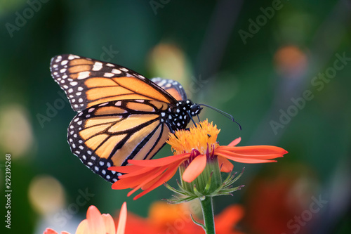 Monarch butterfly on orange flower with green background