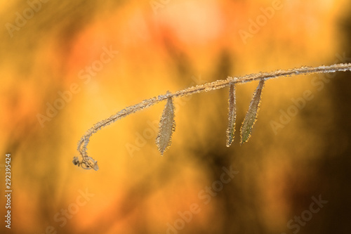Fragile plant twig with frost in autumn under sunset light
