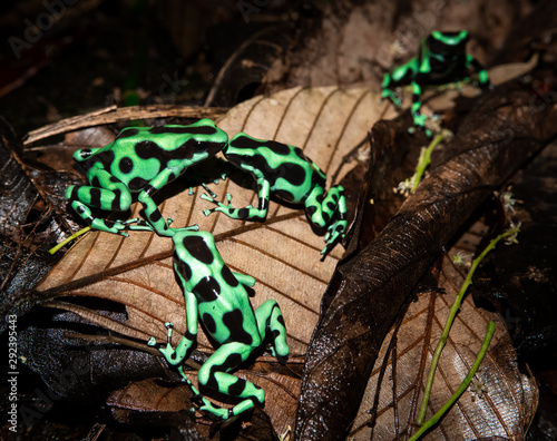 Family of the green-and-black poison dart frog (Dendrobates auratus), or green-and-black poison arrow frog at Carara National Park, Costa Rica