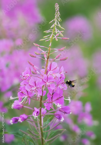Bumblebee gathering gray nectar in pink fireweed flowers